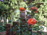 PICT0337_water_fall_and_red_roses